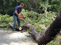 Best Tree and Shrub Care  in Brownlee Park, MI