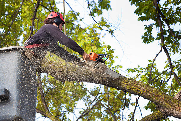 Best Utility Line Clearance  in Brownlee Park, MI