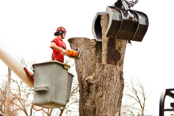 Best Emergency Tree Removal  in Brownlee Park, MI