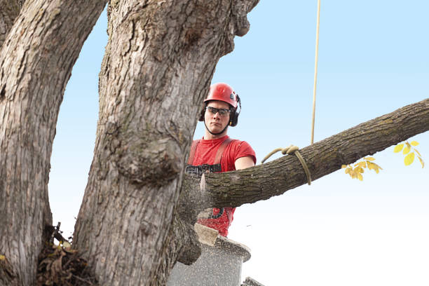 Best Hazardous Tree Removal  in Brownlee Park, MI